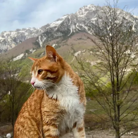 Vellezrit Guri Panzió Theth
