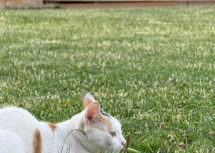 Vellezrit Guri Frühstückspension Theth