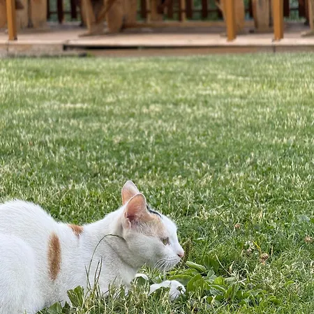 Vellezrit Guri B&B 세스